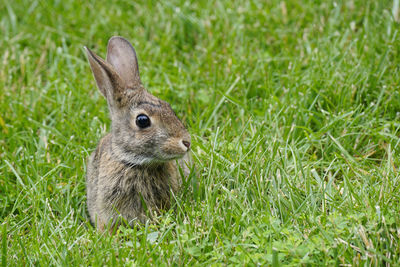 Close-up of bunny in  a field