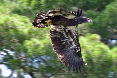 Close-up of bird