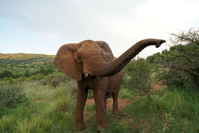 Close-up of elephant on field against sky