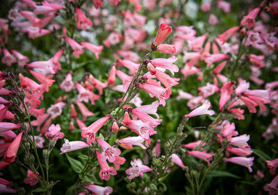 Close-up of pink flowering plants