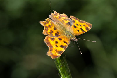 Close-up of butterfly perching on leaf