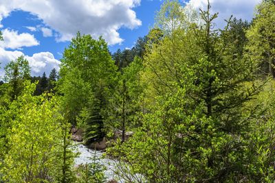 Plants and trees in forest against sky