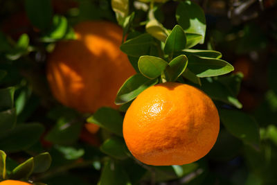 Close-up of orange fruit on tree