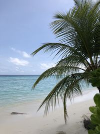 Palm tree by sea against sky