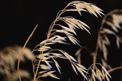 Close-up of plant against blurred background