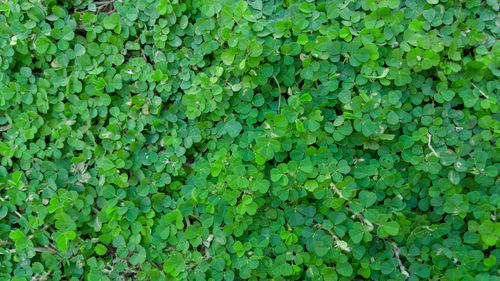 Full frame shot of fresh green plants