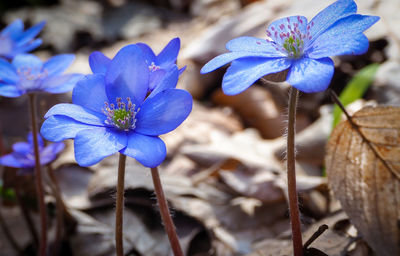 Close-up of purple flowering plant