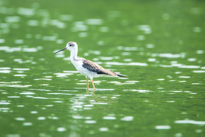 Bird perching on a lake