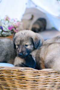 Close-up of a sleeping dog
