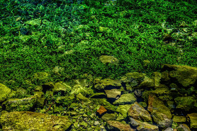 High angle view of rocks by lake in forest