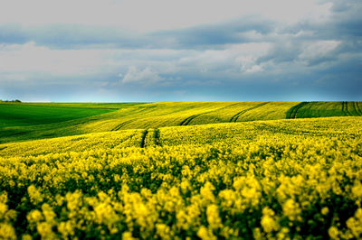 Yellow fields