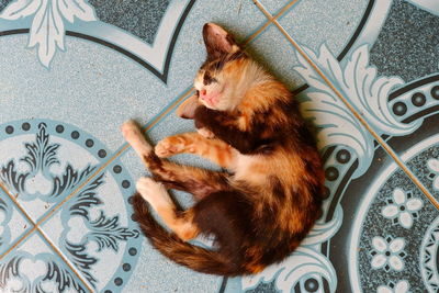 High angle view of cat sleeping on floor