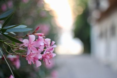 Close-up of pink flowering plant