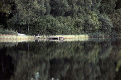 Scenic view of lake in forest