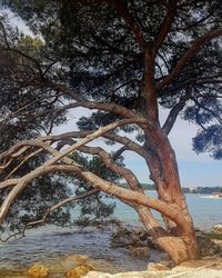 Trees growing by sea against sky