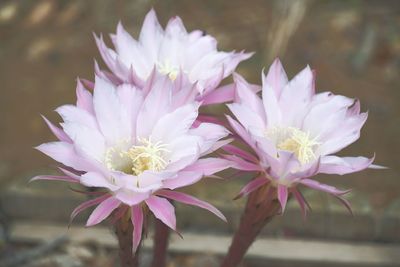 Close-up of pink flowering plant