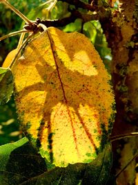 Close-up of yellow maple leaf on tree