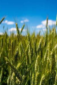 Close-up of stalks in field against sky