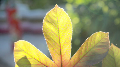 Close-up of yellow maple leaves