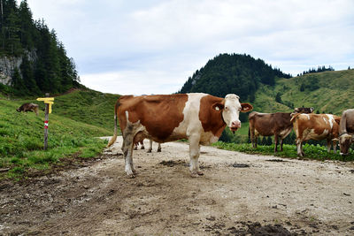 Cows on field against sky