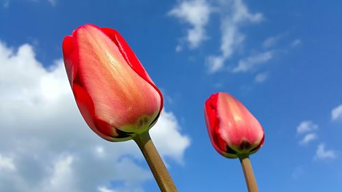 Close-up of red tulips against sky