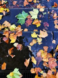 High angle view of autumn leaves floating on water