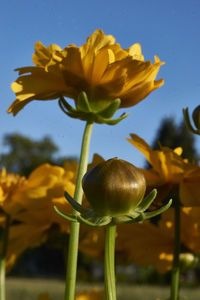 Close-up of yellow flower