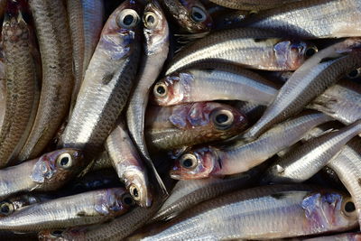 High angle view of fish for sale in market