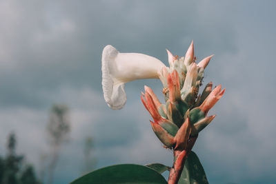 Close-up of flowering plant