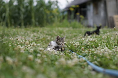 Close-up of a cat on field