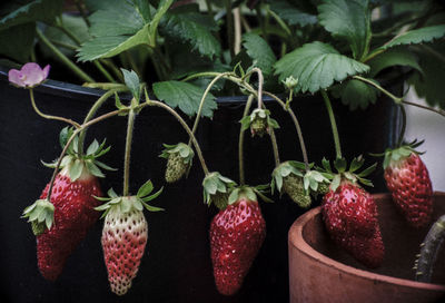 Close-up of strawberries growing on plant