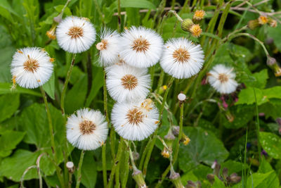 Close-up of white flowering plants on field