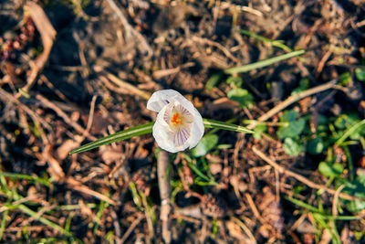 High angle view of white flowering plant on land