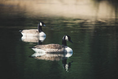 Ducks swimming on lake