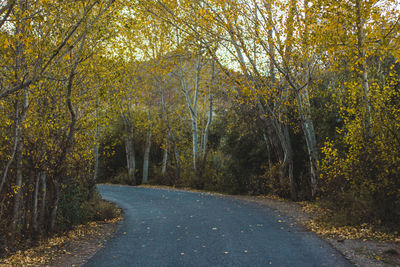 Road amidst trees in forest during autumn