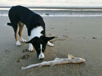 Dog on beach