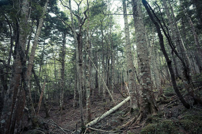 Trees in forest