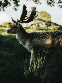 Deer standing in a field