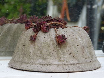 Close-up of flower tree