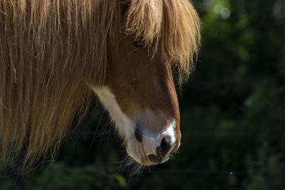 Close-up of a horse