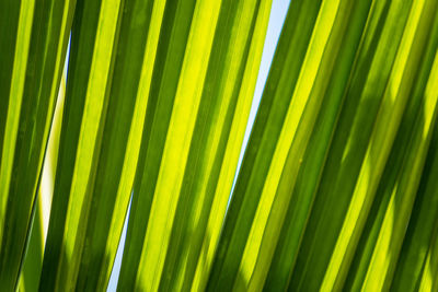 Full frame shot of palm leaf