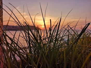 Close-up of grass against sky during sunset