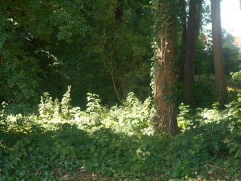 plant