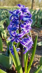Close-up of purple flowers blooming outdoors