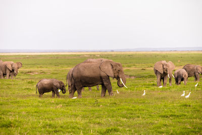 Herd of elephants in a field