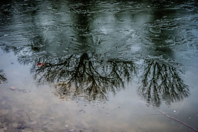 Reflection of tree in lake