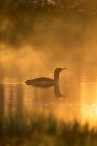 Duck swimming in lake during sunset