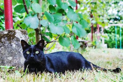 Black cat lying on grass at park