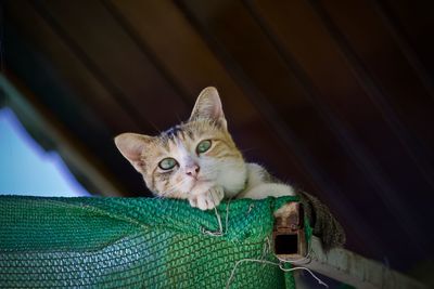Portrait of cat relaxing on floor at home