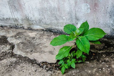 Close-up of fresh green plant